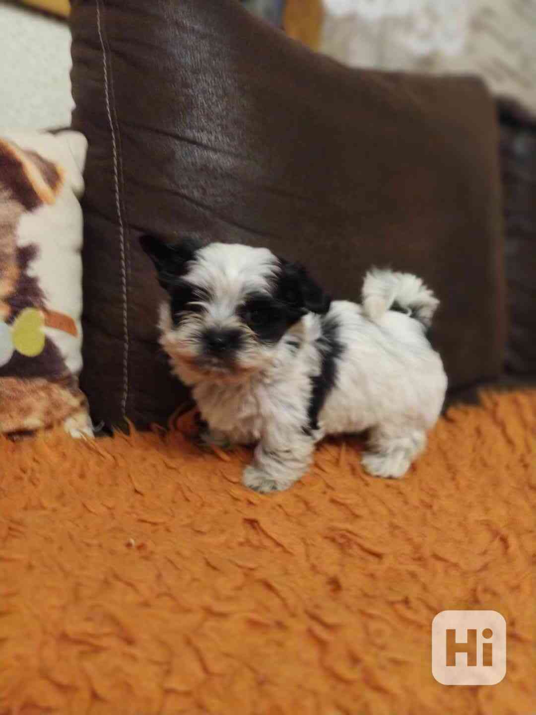 Jorkšírský biewer teriér bez PP, - foto 1