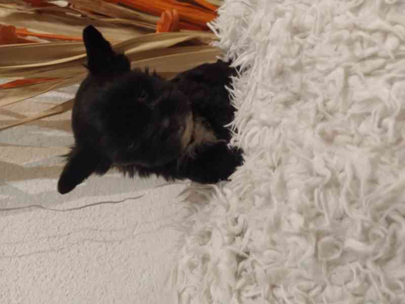 Jorkšírský biewer teriér bez PP, - foto 2