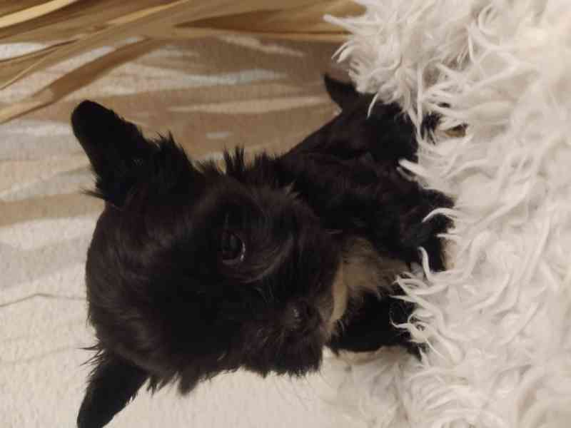 Jorkšírský biewer teriér bez PP, - foto 5