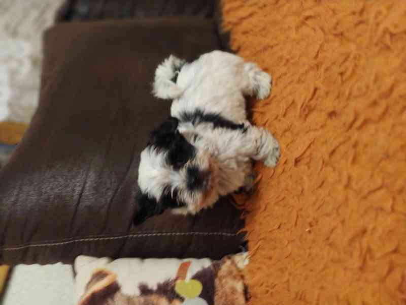 Jorkšírský biewer teriér bez PP, - foto 1