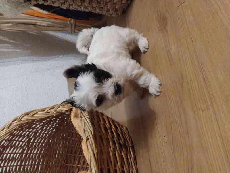 Jorkšírský biewer teriér bez PP, - foto 4