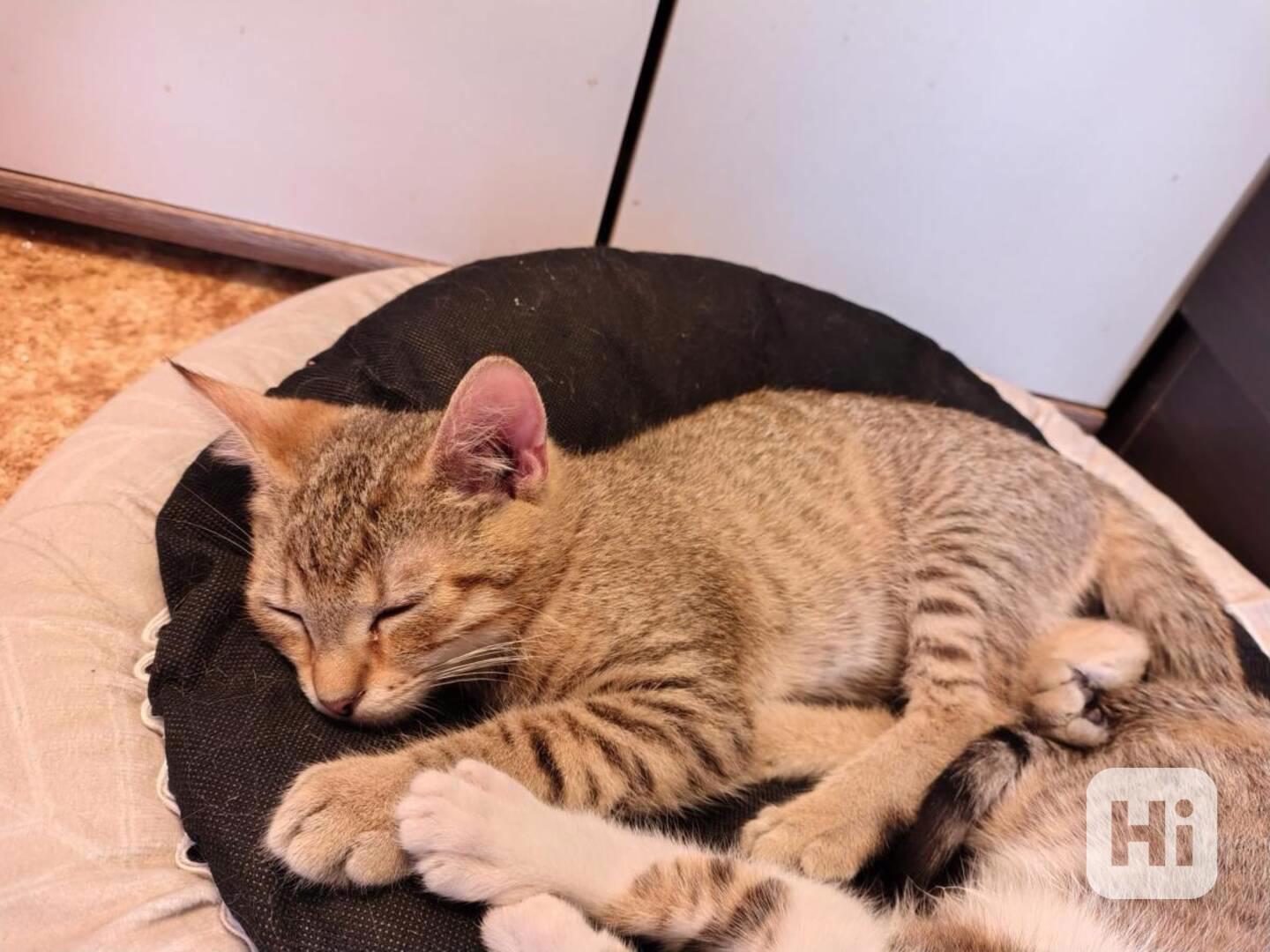Mourovaný 6měsíční kocourek Merlin hledá domov. - foto 1
