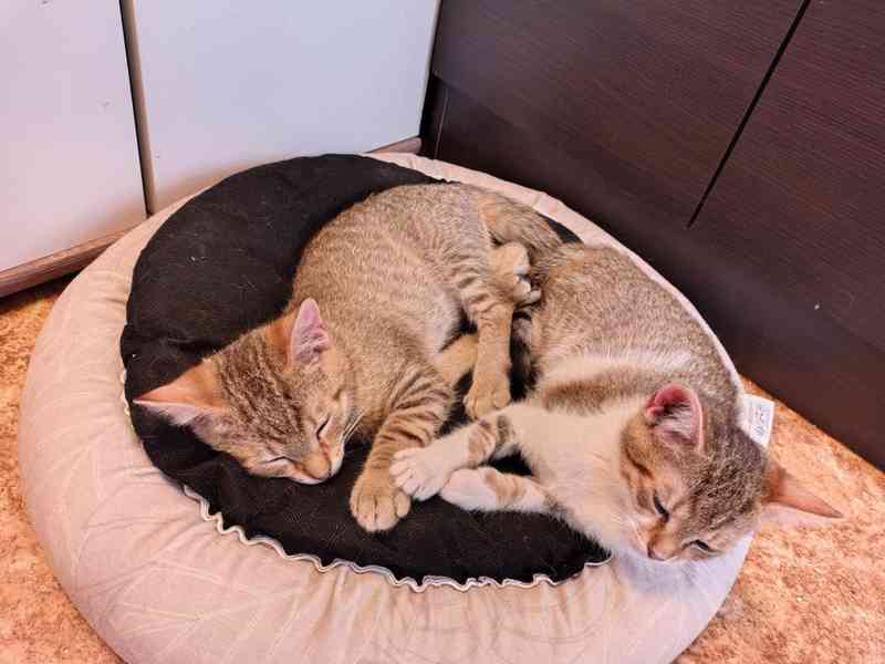 Mourovaný 6měsíční kocourek Merlin hledá domov. - foto 2