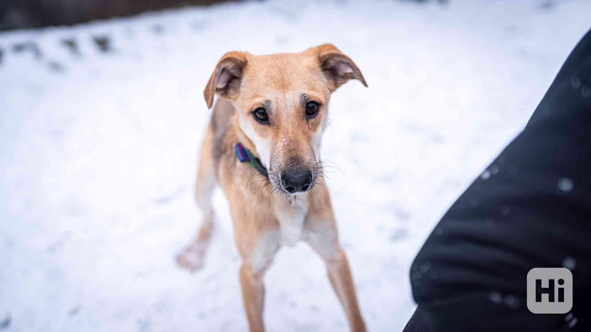 Ariana - 9ti měsíční hodná holčička  - foto 1