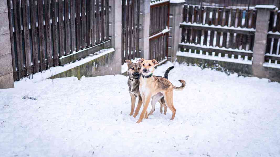 Ariana - 9ti měsíční hodná holčička  - foto 4