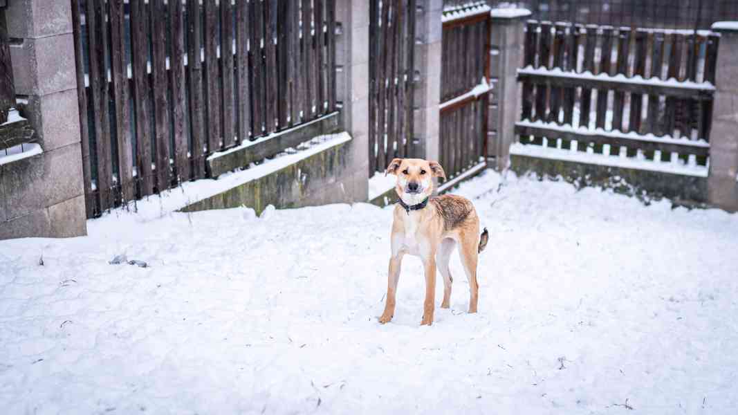 Ariana - 9ti měsíční hodná holčička  - foto 3