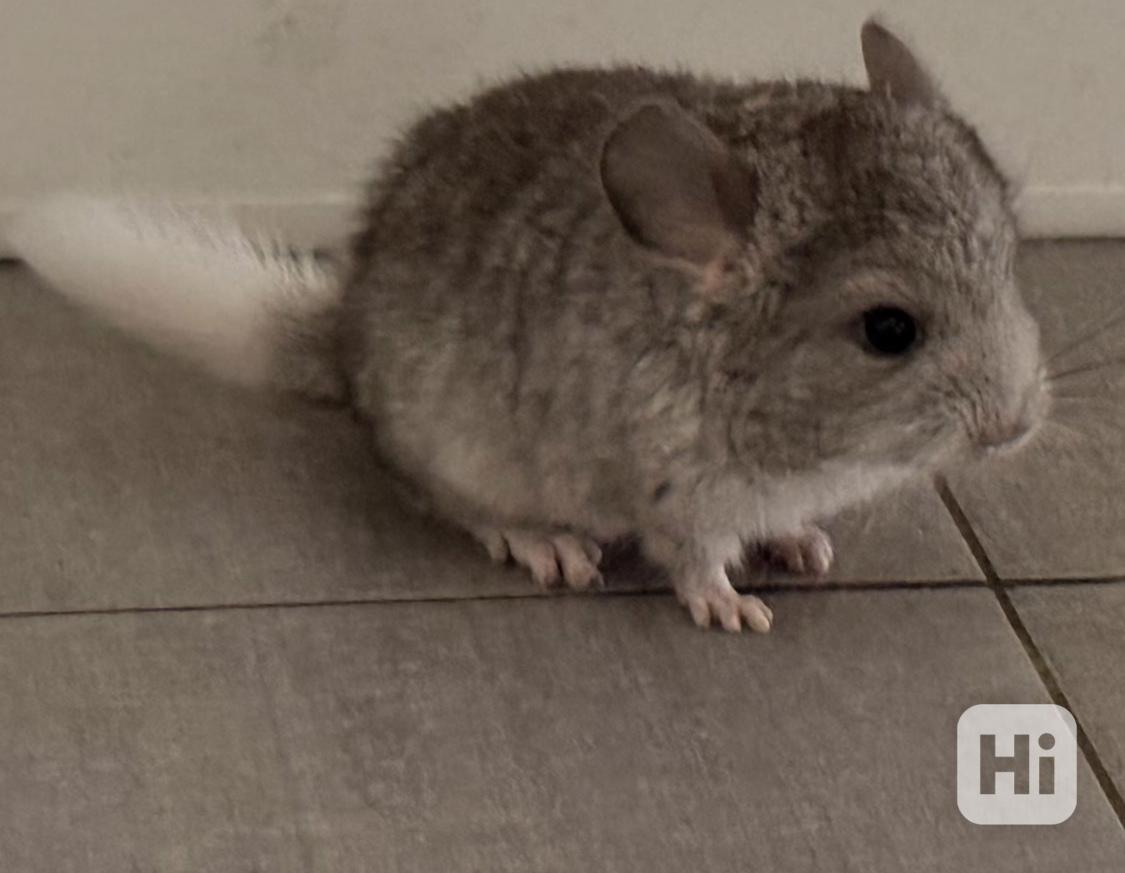 Činčila mládě samičky - foto 1