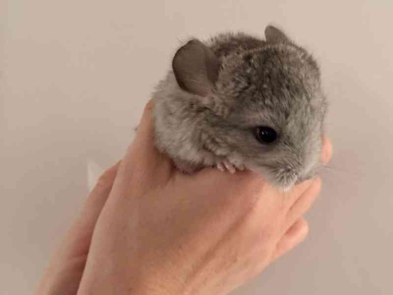 Činčila mládě samičky - foto 3