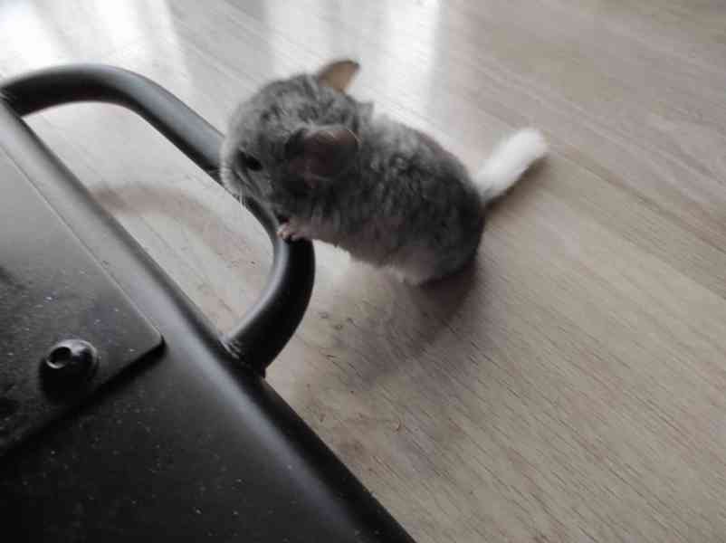 Činčila mládě samičky - foto 18