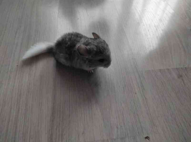 Činčila mládě samičky - foto 16