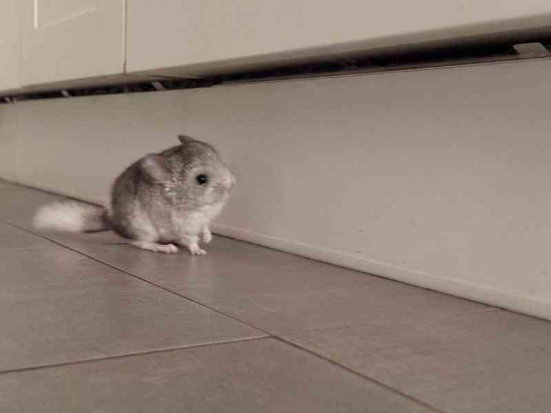 Činčila mládě samičky - foto 8