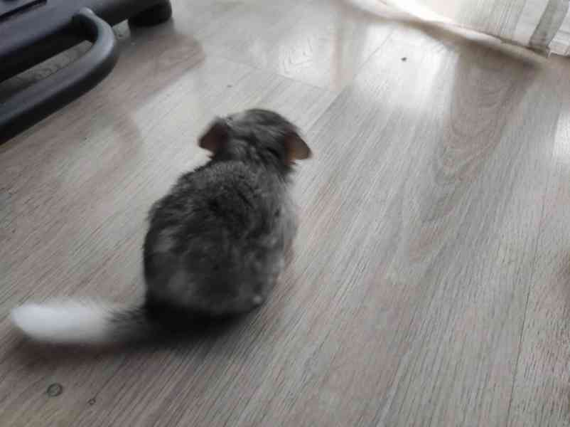 Činčila mládě samičky - foto 17