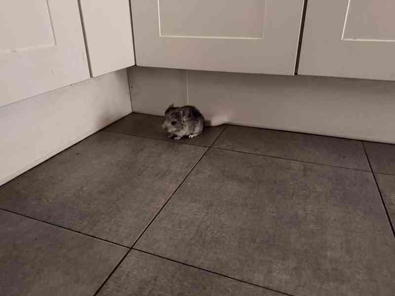 Činčila mládě samičky - foto 13