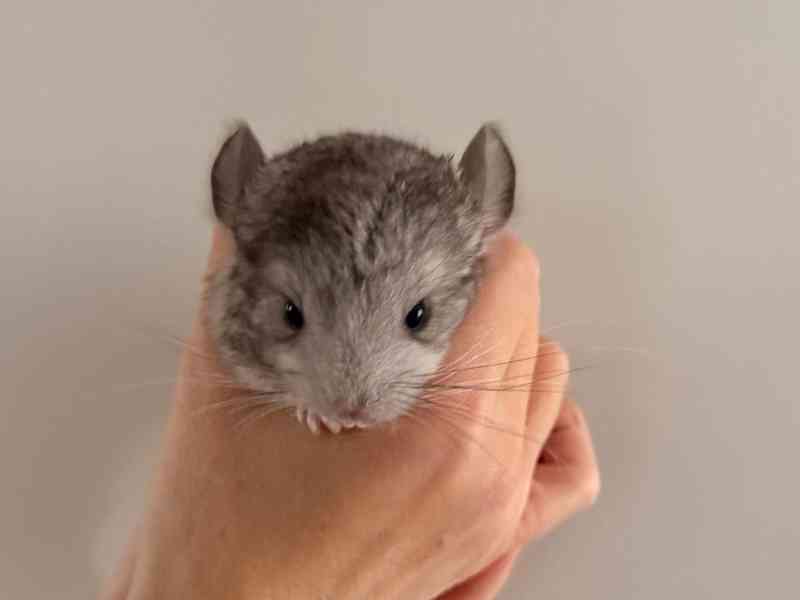 Činčila mládě samičky - foto 23