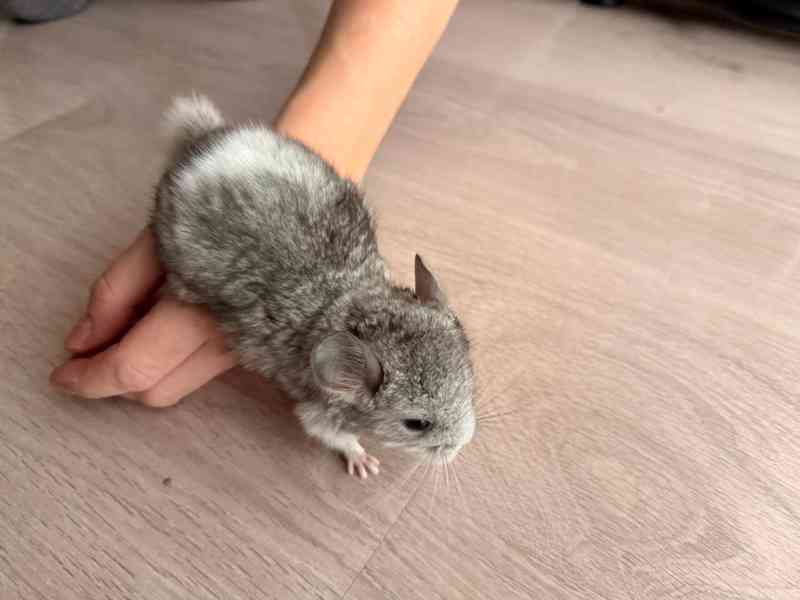 Činčila mládě samičky - foto 10