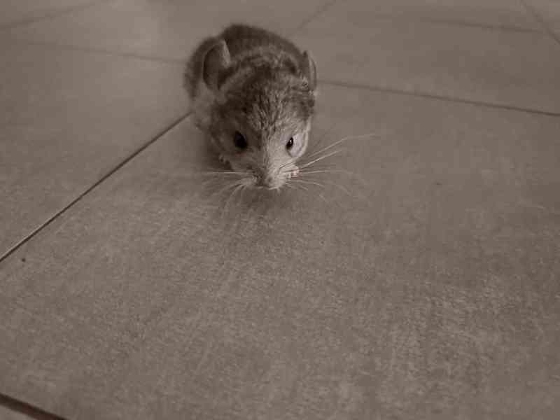 Činčila mládě samičky - foto 12