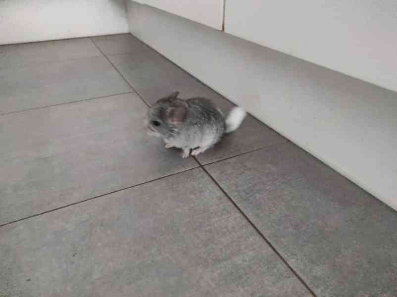 Činčila mládě samičky - foto 7