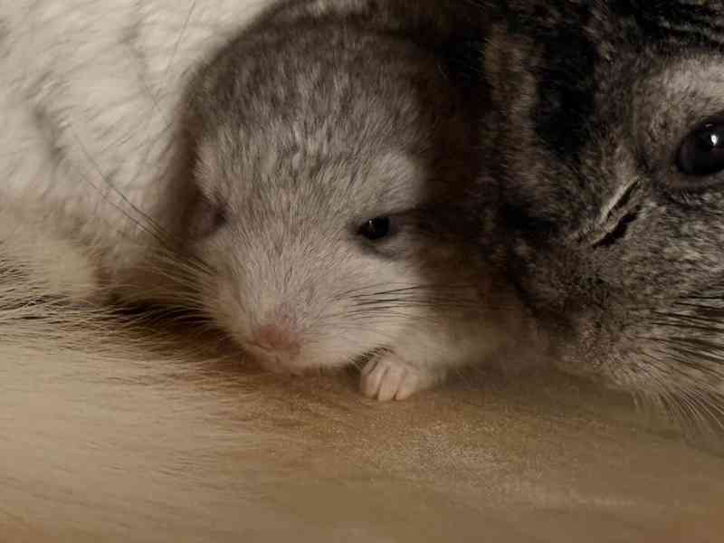 Činčila mládě samičky - foto 20