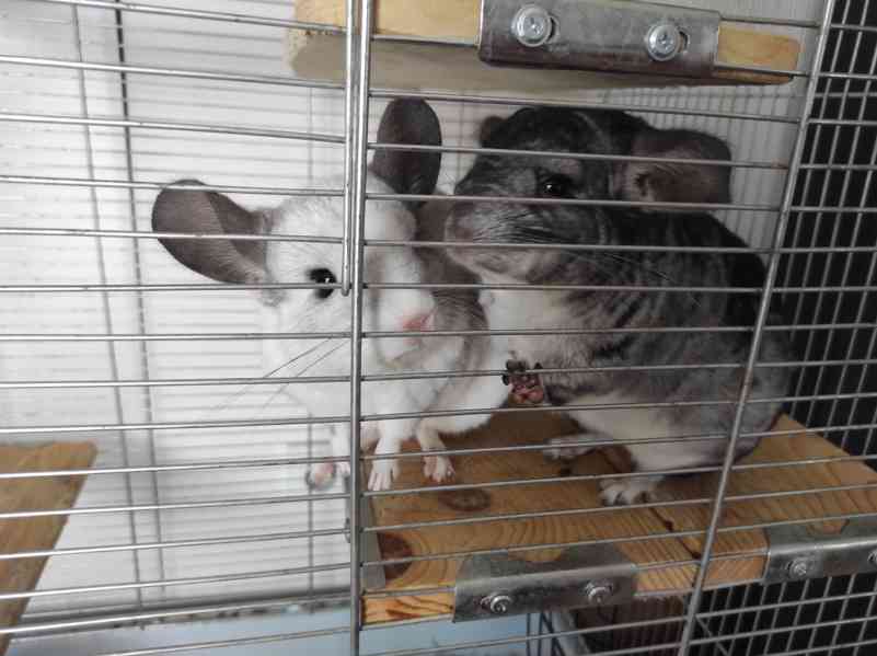 Činčila mládě samičky - foto 22