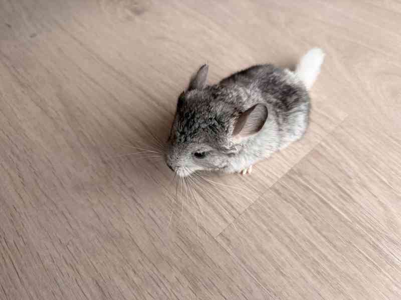 Činčila mládě samičky - foto 9