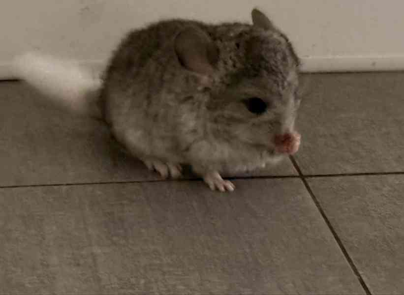 Činčila mládě samičky - foto 19