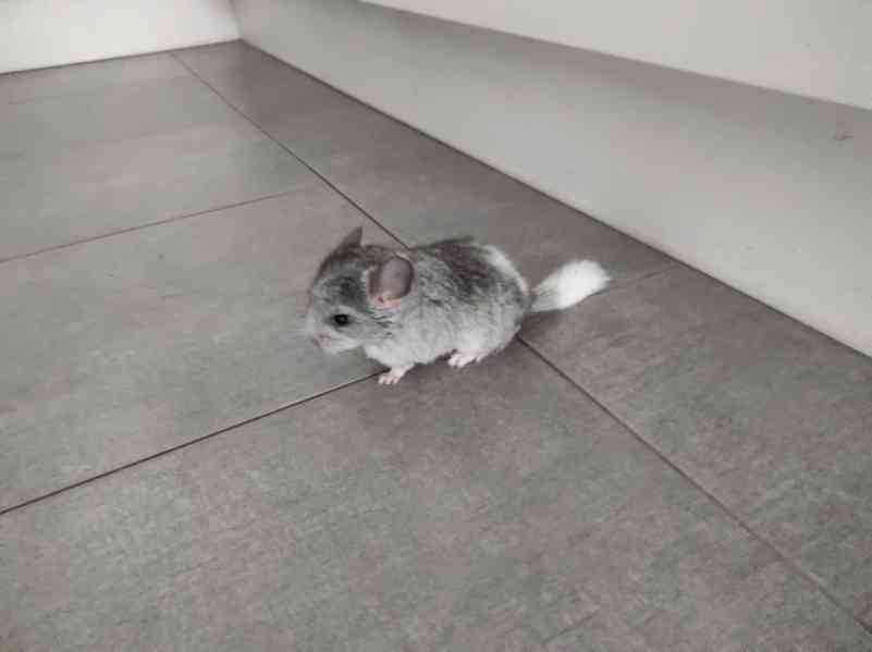 Činčila mládě samičky - foto 5