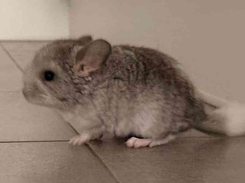 Činčila mládě samičky - foto 4