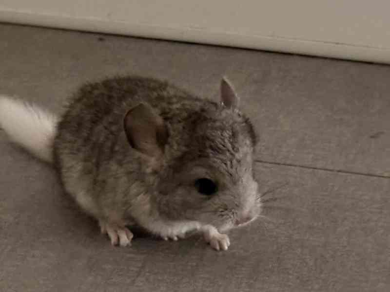 Činčila mládě samičky - foto 14