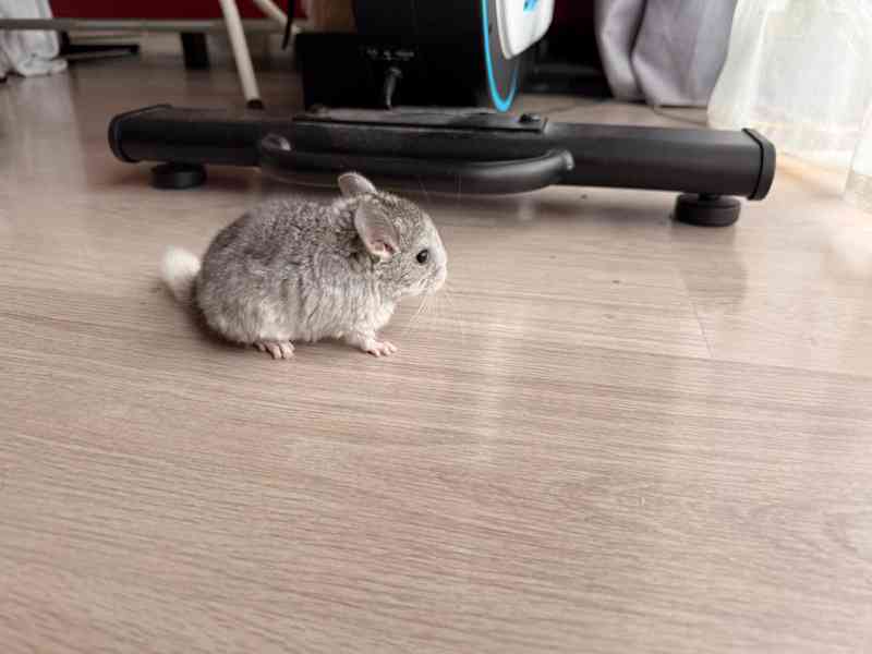 Činčila mládě samičky - foto 11