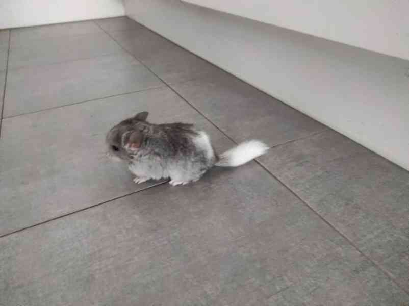 Činčila mládě samičky - foto 6