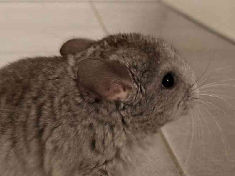 Činčila mládě samičky - foto 15