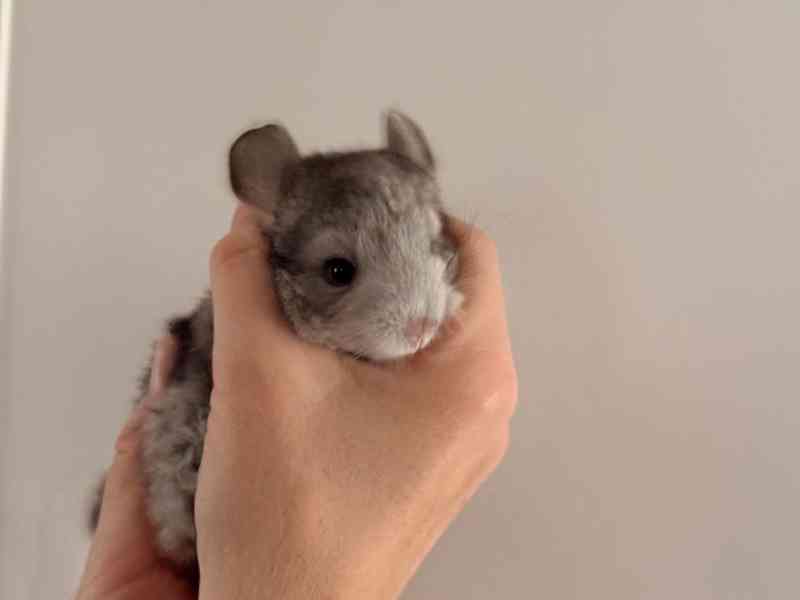 Činčila mládě samičky - foto 2