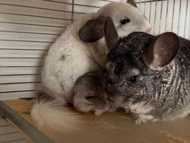 Činčila mládě samičky - foto 21