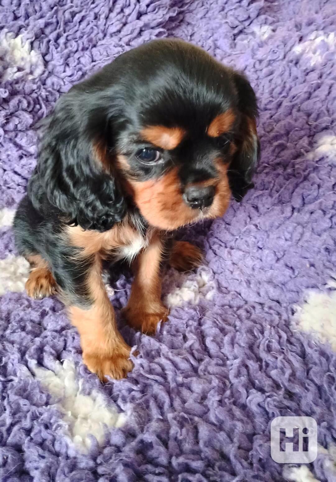 kavalír king charles spaniel - štěňátko - foto 1