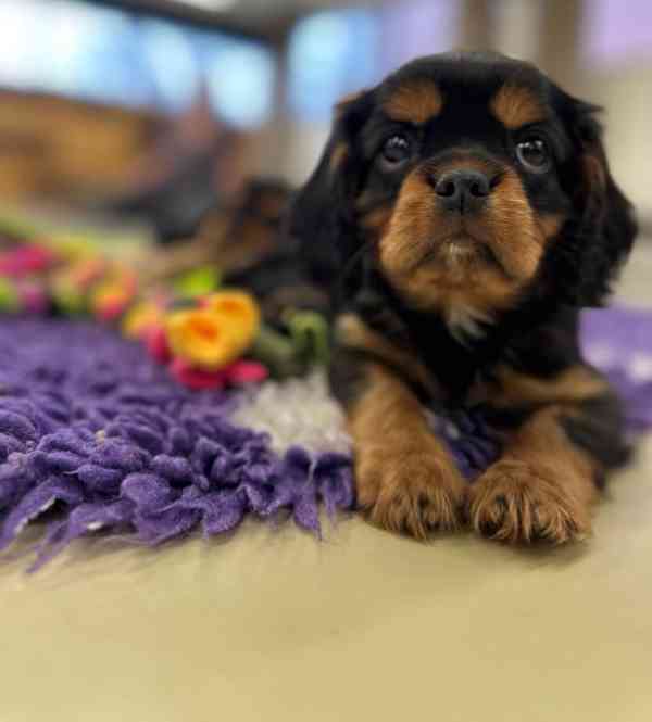 kavalír king charles spaniel - štěňátko - foto 3