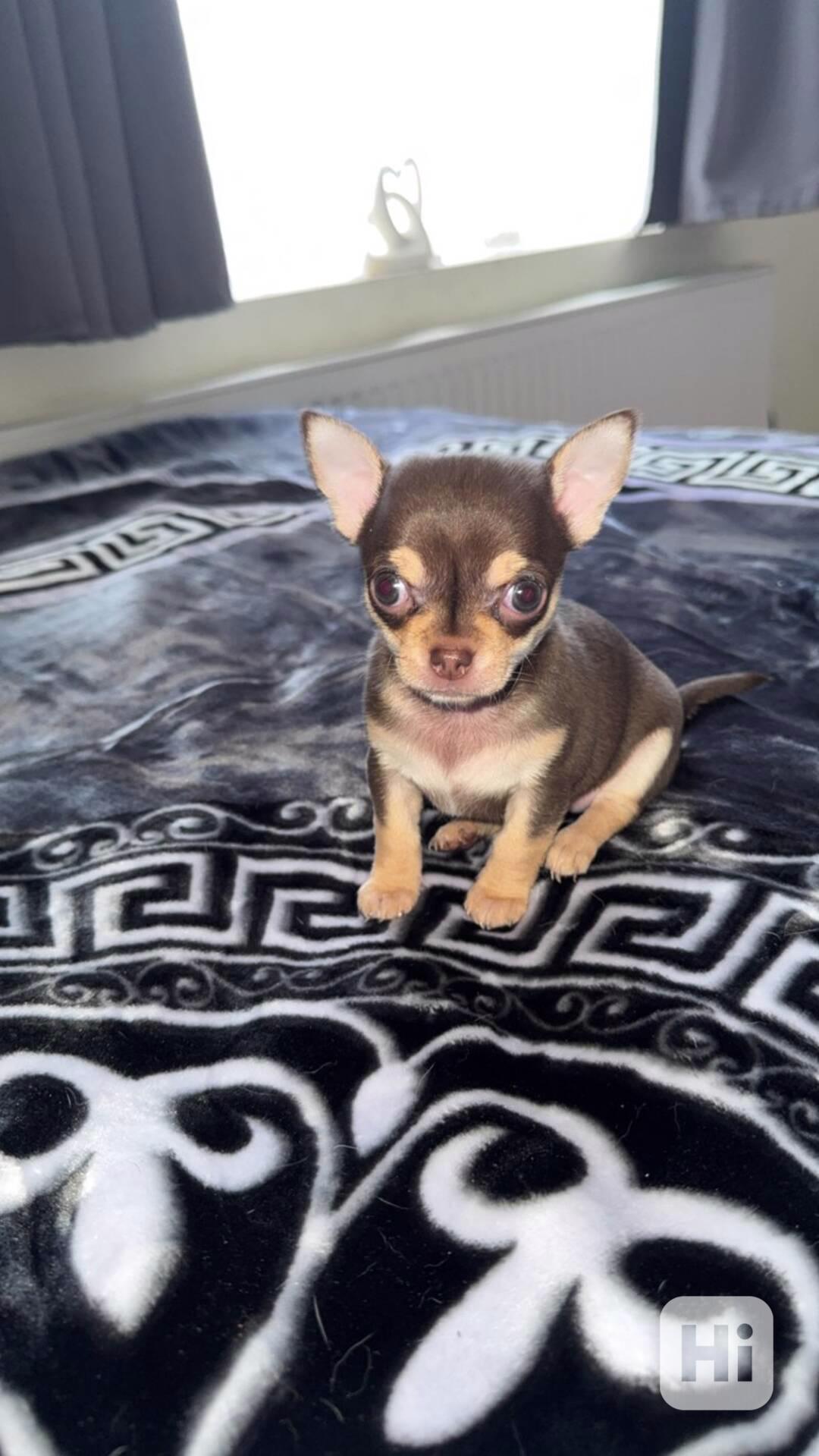 Chihuahua Puppies Ready - foto 1