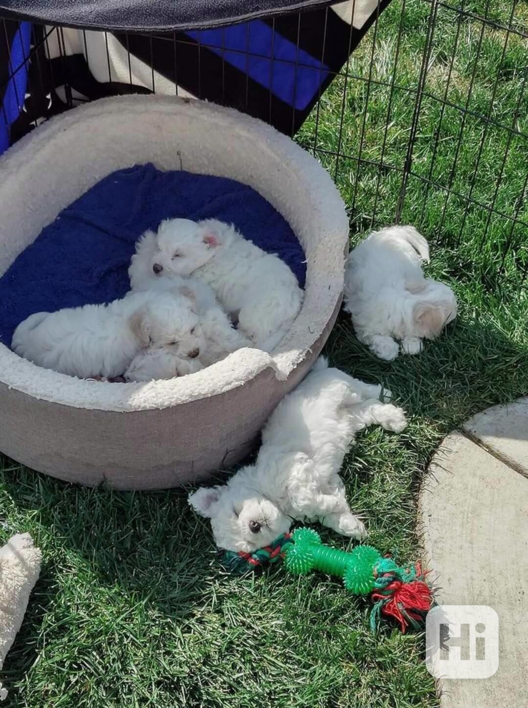 Štěňata bišonka frise na prodej s PP - foto 1