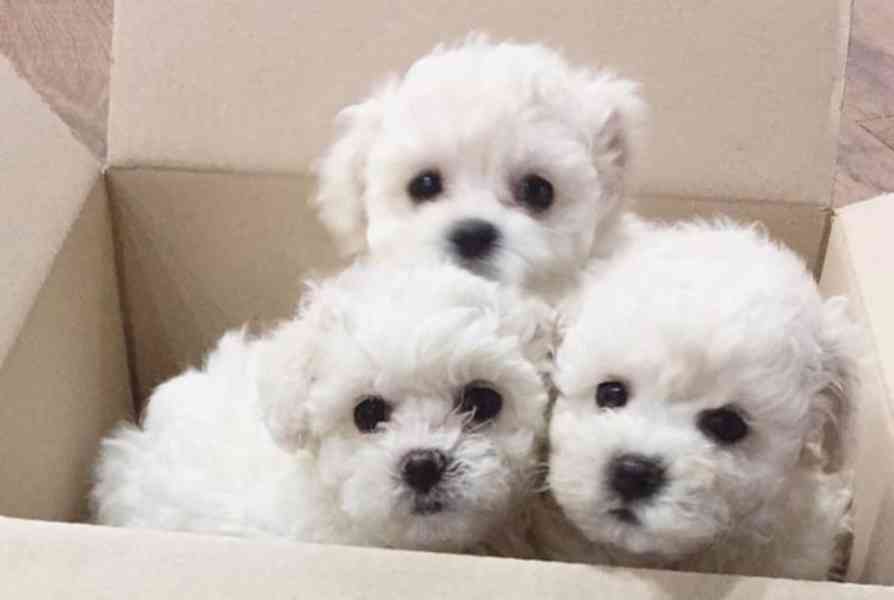 Štěňata bišonka frise na prodej s PP - foto 2