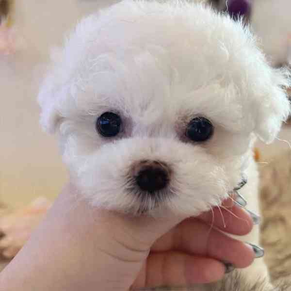 Štěňata bišonka frise na prodej s PP - foto 4