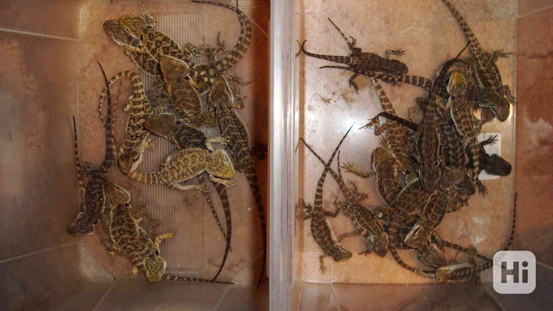 Prodám mladé agamy vousaté - foto 1