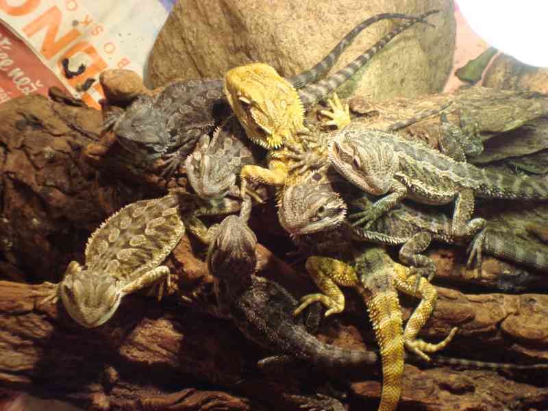 Prodám mladé agamy vousaté - foto 2