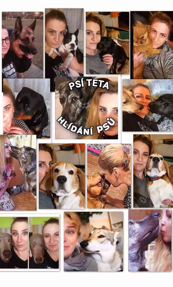 Hlídání psů nabízím  - foto 4
