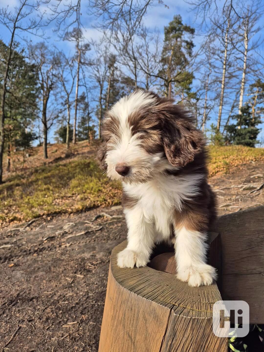 Bearded Collie - foto 1