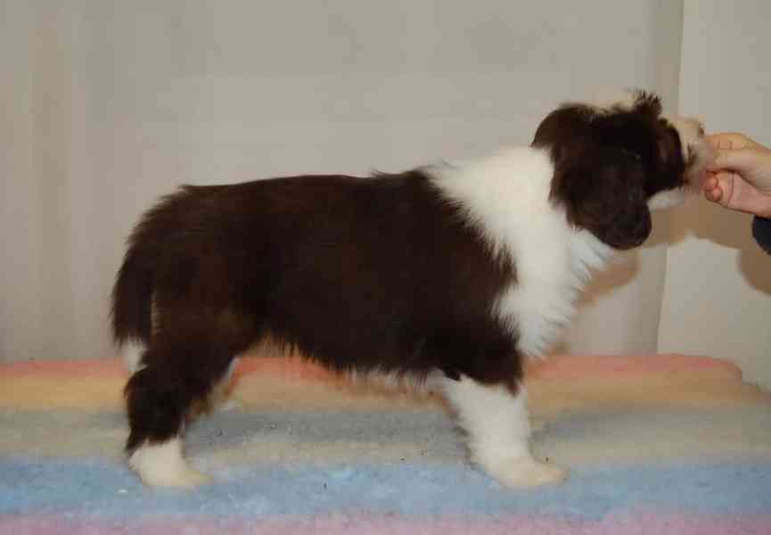 Bearded Collie - foto 3