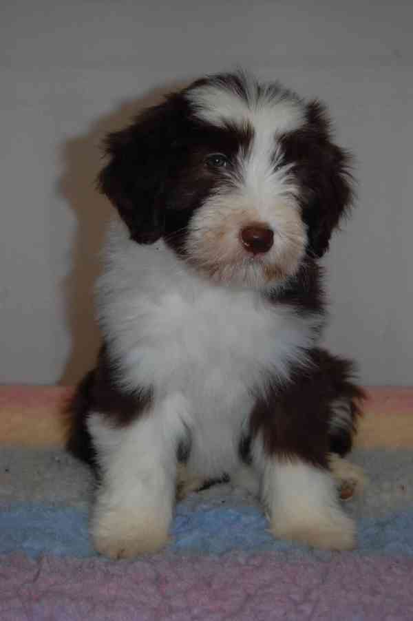 Bearded Collie - foto 2