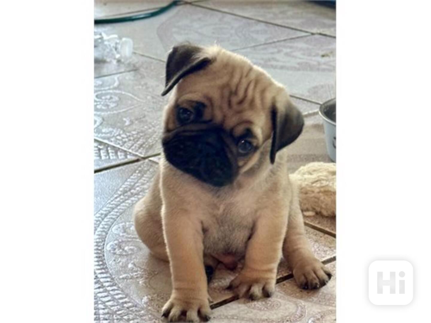 Adorable Pug Puppies - foto 1