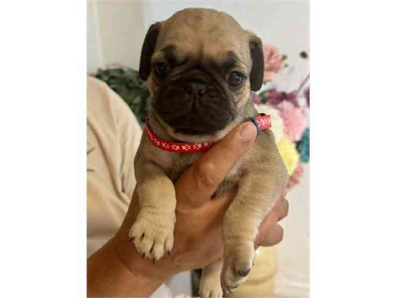 Adorable Pug Puppies - foto 2