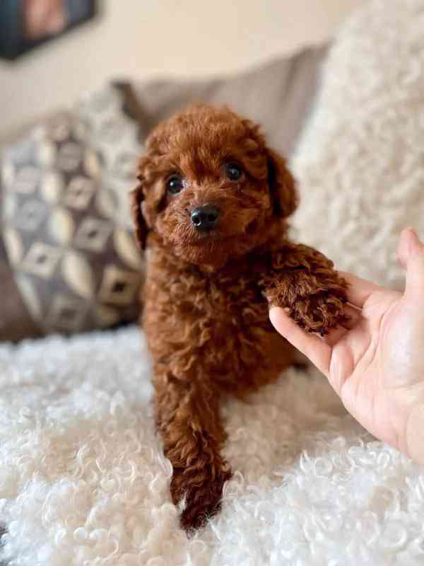 NOVÝ ROK Štěňata toy pudla z domácího chovu - foto 2