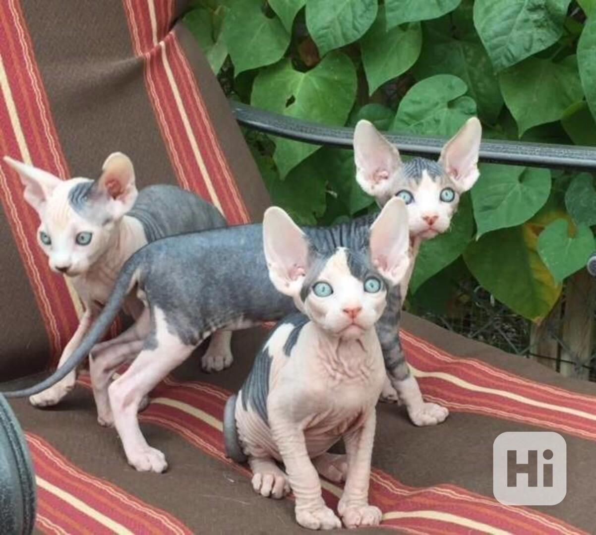 Registrovaná koťata Sphynx s pp - foto 1