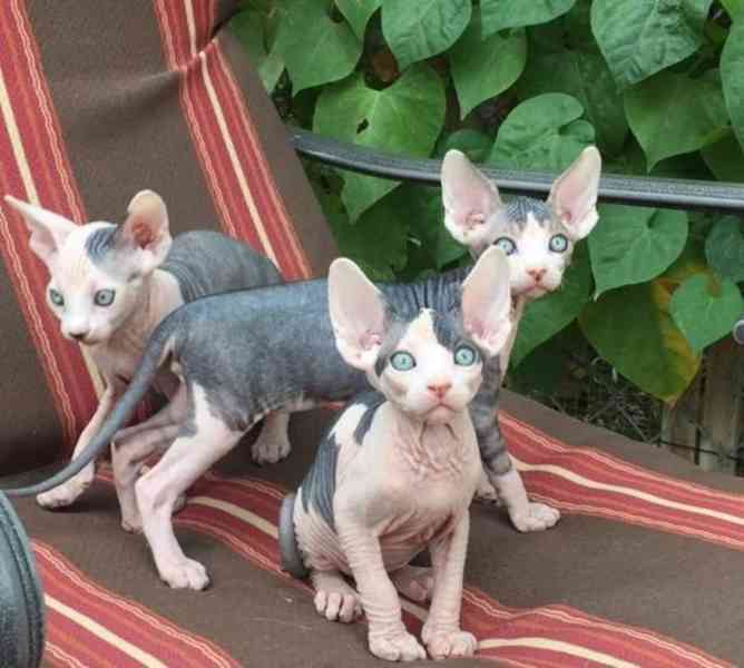 Registrovaná koťata Sphynx s pp - foto 1